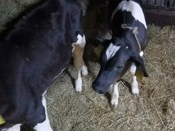 Taureau, Russian Black pied cattle — Hongrie