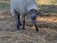 公羊, White Suffolk sheep — 照片 1