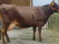 Vache, Simmental cattle — photo 5