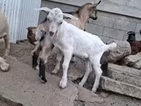 Ziegenbock, Ziegen — Foto 4