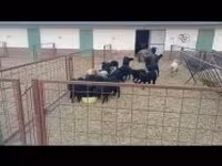 母羊, Racka sheep — 照片 5
