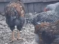 Chickens — zdjęcie 3