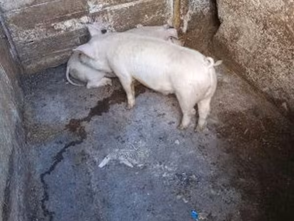 Свиньи (партия, пол не указан), Свиньи
