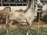 घोड़ा, Lipizzaner — फ़ोटो 8