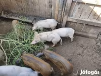 Schweine (Partie, Geschlecht nicht angegeben), Мангалица — Foto 1