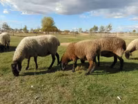 भेड़, Tsigai sheep — फ़ोटो 2