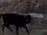 Bik, Swedish red cattle — fotografija 5