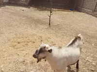 Kozioł, Saanen goat — zdjęcie 4