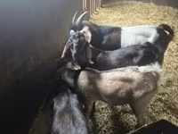 Jarac, Nubian Goat — fotografija 1