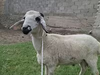 मेढ़ा, Blackheaded Persian sheep — फ़ोटो 2