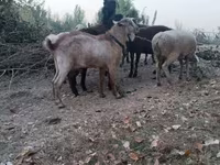 Cabras (lote, sexo não especificado), Cabras — foto 1