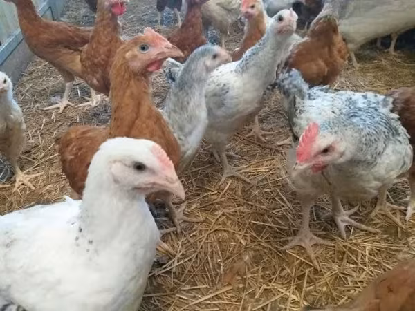 Chickens