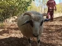 Baran, Racka sheep — zdjęcie 5