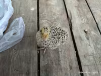 Quails — fotografija 3