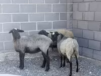 Brebis, Romanov sheep — photo 2