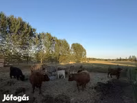 Krava, Highland — fotografija 6