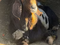 Jarac, Nubian Goat — fotografija 1