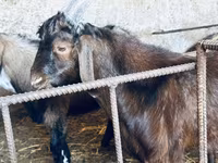 Bode, Nubian Goat — foto 8