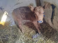 Cow, Limousin cow — photo 2