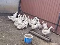 Ducks — fotografija 2