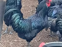 Australorp — photo 2