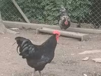 Australorp — fotografija 1