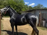 母马, Horses — 照片 8