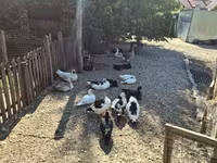 Ducks — zdjęcie 7