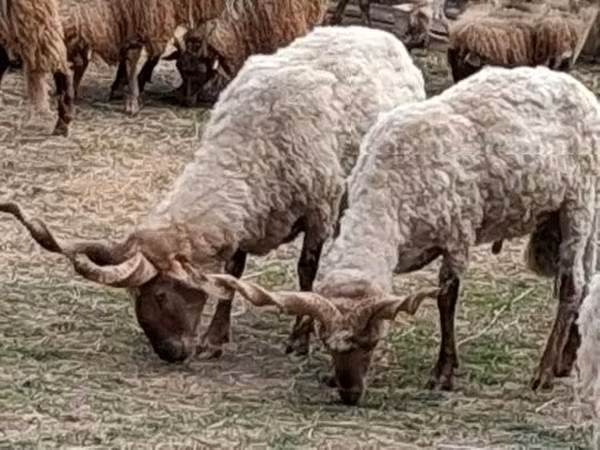Qoç, Racka sheep