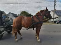 Égua, Hungarian horse breed — foto 2