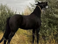 Kobila, Friesian — fotografija 4