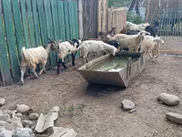 Jarac, Pomellata goat — fotografija 6