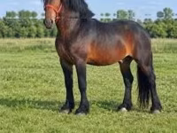 Cavalo, Hungarian horse breed — foto 4