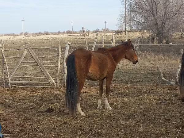 雌馬, Kazakh horse