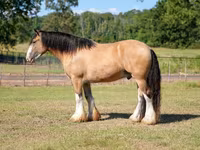 Horse (M), Gypsy horse — photo 6