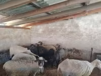 Brebis, Moutons — photo 1
