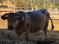 Kuh, Charolais cattle — Foto 3