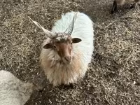 Widder, Racka sheep — Foto 1