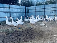Geese — foto 2