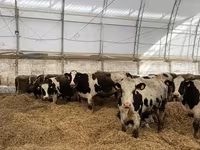 Krowa, Swiss cattle — zdjęcie 2