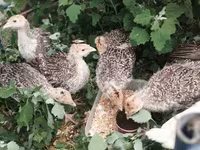 Turkeys — Foto 2