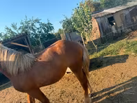 Égua, Hungarian horse breed — foto 2