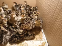 Turkeys — photo 1