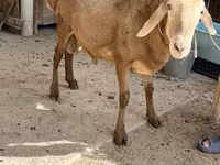 Qoç, Arashan sheep — foto 4