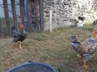 Bantam Japonesa — foto 8