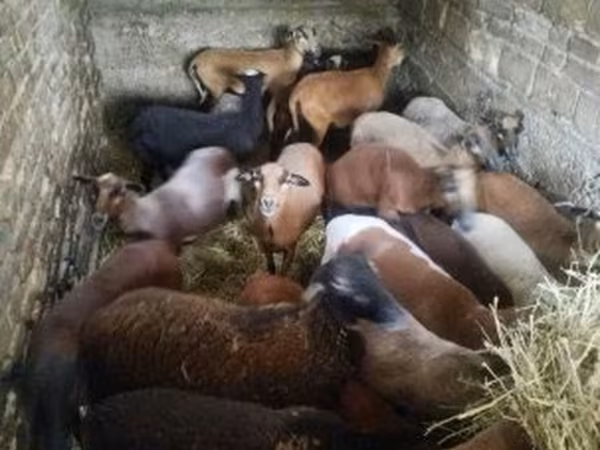 Oveja, Cameroon sheep