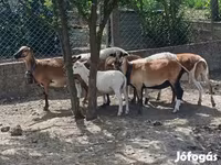 Oveja, Cameroon sheep — foto 4