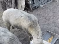 كبش, Ile-de-France sheep — الصورة 5