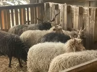 Ovan, Racka sheep — fotografija 4