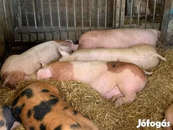 母猪, Pigs